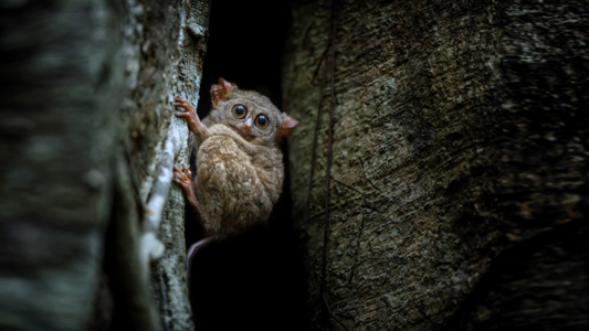 National Geographic WILD Ocean Weirdest Asias Weirdest Animals