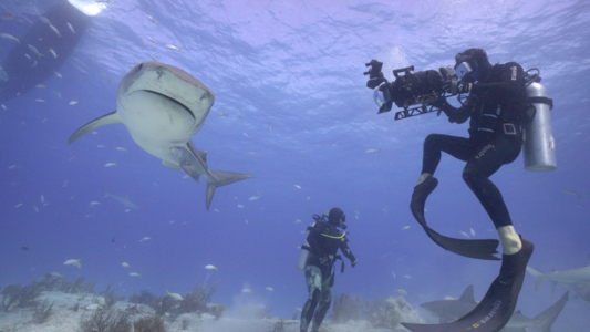 National Geographic WILD Shark Superpower Sky Sharks