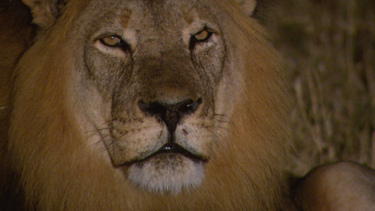 National Geographic WILD Small But Deadly Africas Deadliest