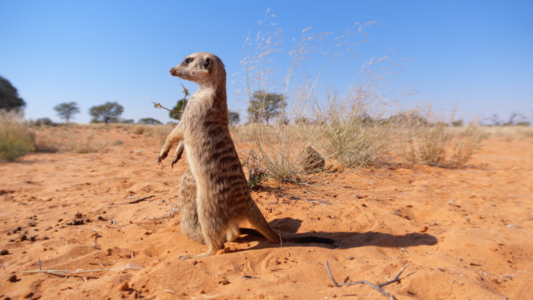 National Geographic WILD Small But Deadly Africas Deadliest