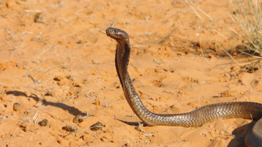 National Geographic WILD Small But Deadly Africas Deadliest